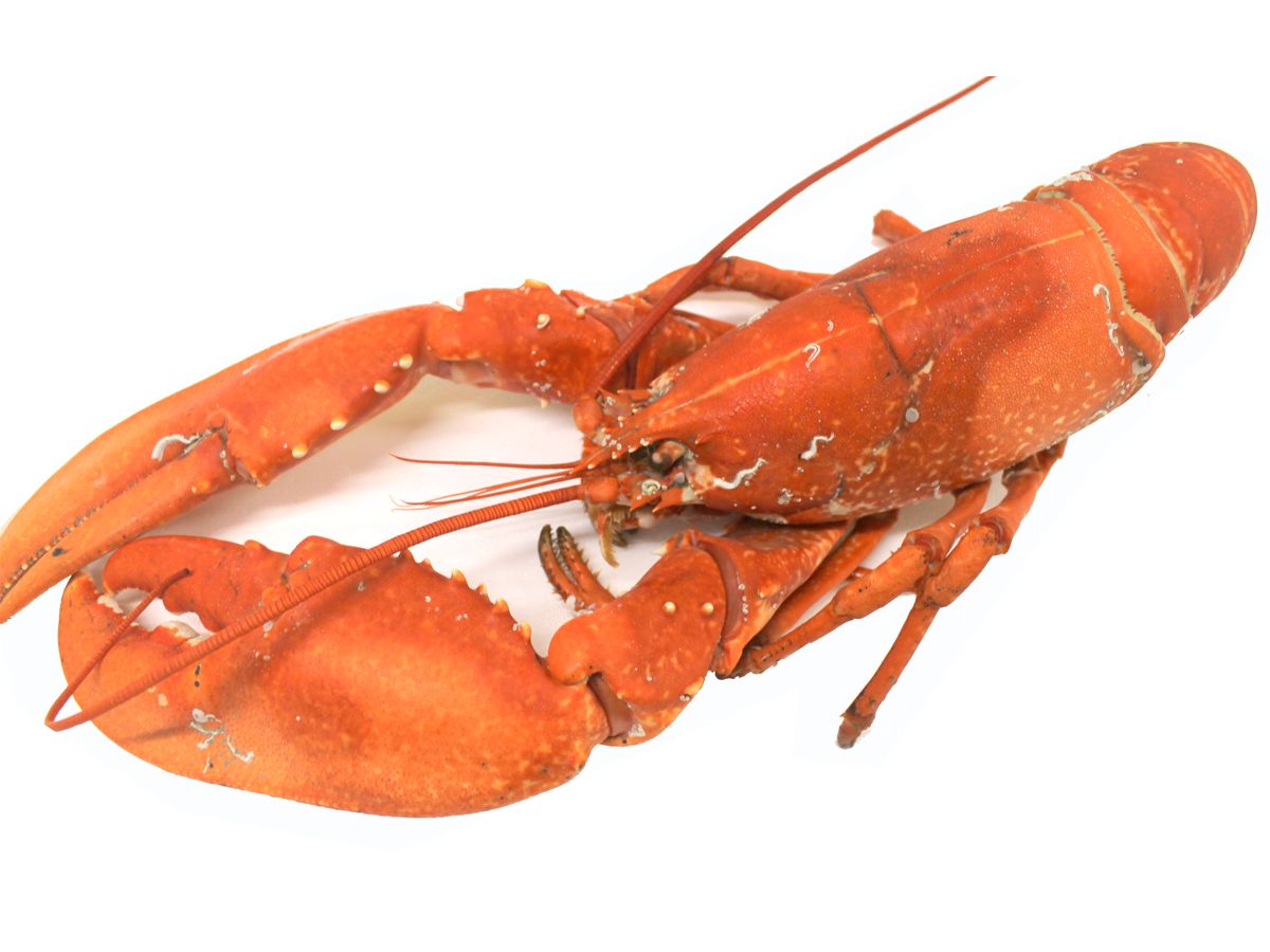 Hebridean Cooked Lobster - Large 1kg-1.2kg