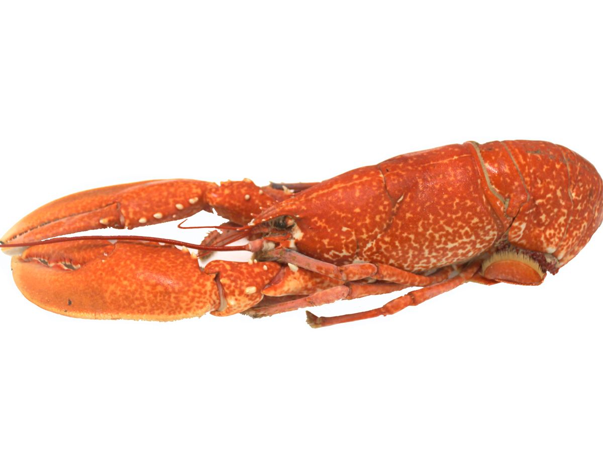 Hebridean Cooked Lobster - Medium 600g-900g