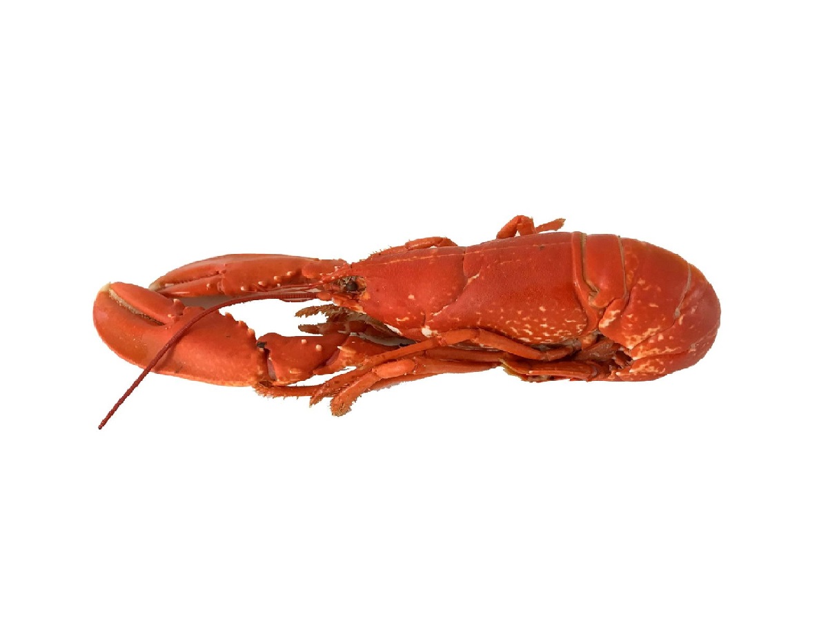Hebridean Cooked Lobster - XSmall 400-600g