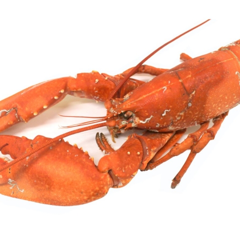 Hebridean Cooked Lobster - Large 1kg-1.2kg