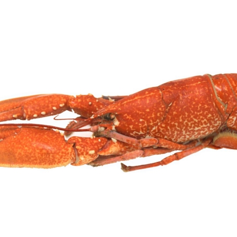 Hebridean Cooked Lobster - Medium 600g-900g