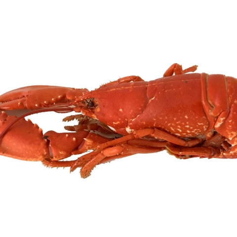 Hebridean Cooked Lobster - Small 600-800g