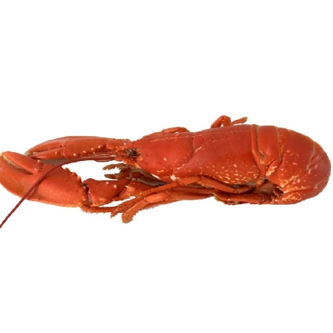 Hebridean Cooked Lobster - XSmall 400-600g