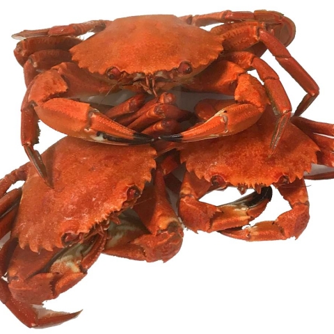Hebridean Cooked Velvet Crabs - 1kg