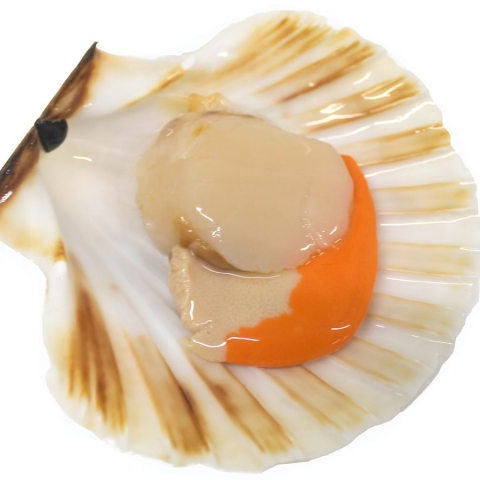 Hebridean King Scallop in half shell – 1 piece